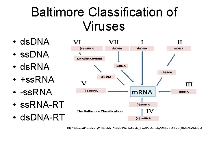 Baltimore Classification of Viruses • • ds. DNA ss. DNA ds. RNA +ss. RNA