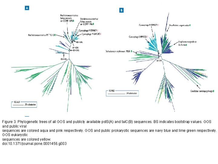 Figure 3. Phylogenetic trees of all GOS and publicly available pst. S(A) and tal.