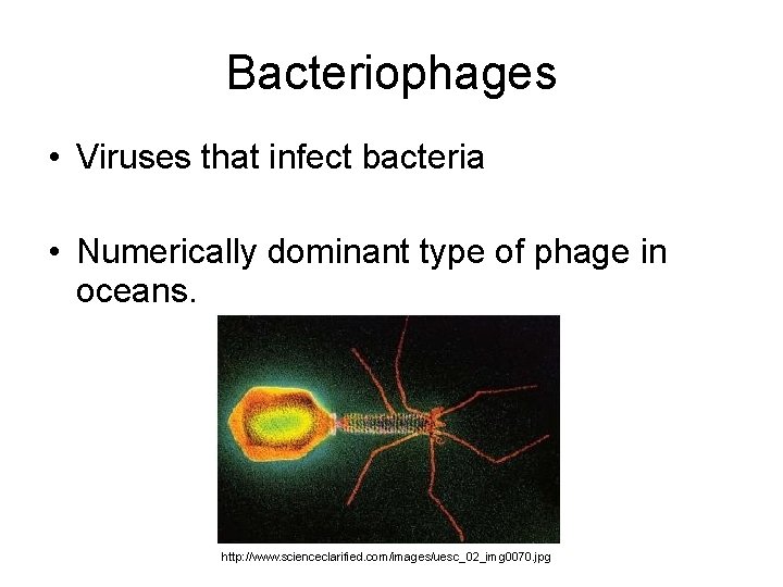 Bacteriophages • Viruses that infect bacteria • Numerically dominant type of phage in oceans.