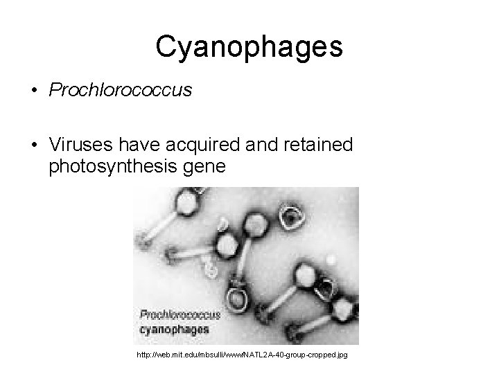 Cyanophages • Prochlorococcus • Viruses have acquired and retained photosynthesis gene http: //web. mit.