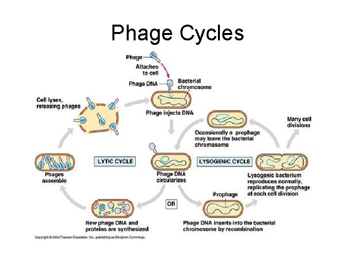 Phage Cycles 