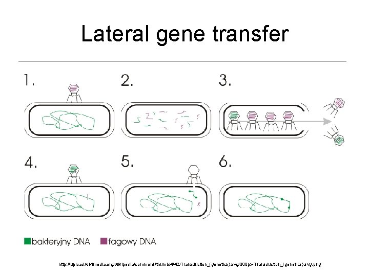 Lateral gene transfer l http: //upload. wikimedia. org/wikipedia/commons/thumb/4/42/Transduction_(genetics). svg/800 px-Transduction_(genetics). svg. png 