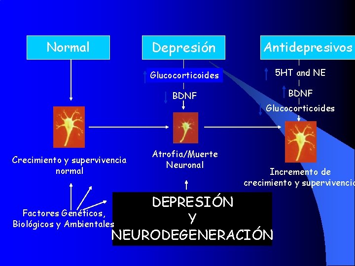 Normal Depresión Antidepresivos Glucocorticoides 5 HT and NE BDNF Glucocorticoides Crecimiento y supervivencia normal