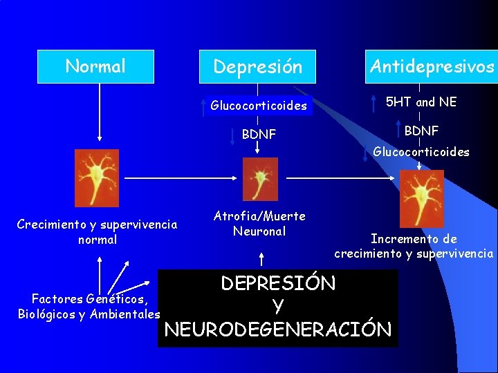 Normal Depresión Antidepresivos Glucocorticoides 5 HT and NE BDNF Glucocorticoides Crecimiento y supervivencia normal