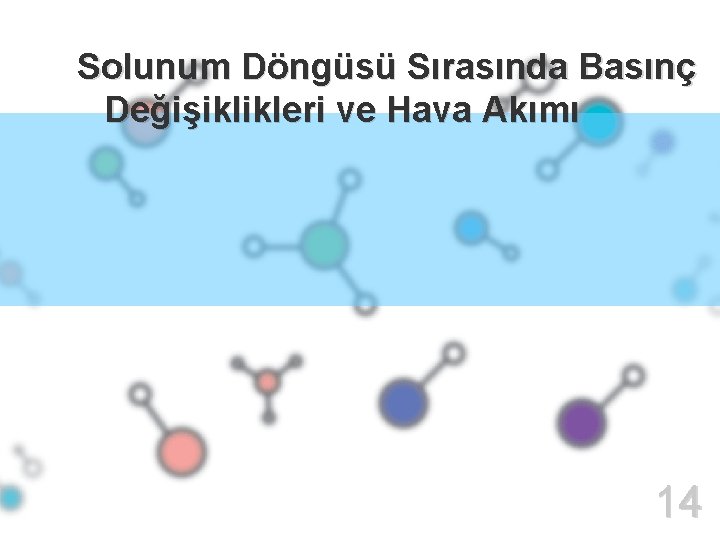 02 Solunum Döngüsü Sırasında Basınç Değişiklikleri ve Hava Akımı 14 