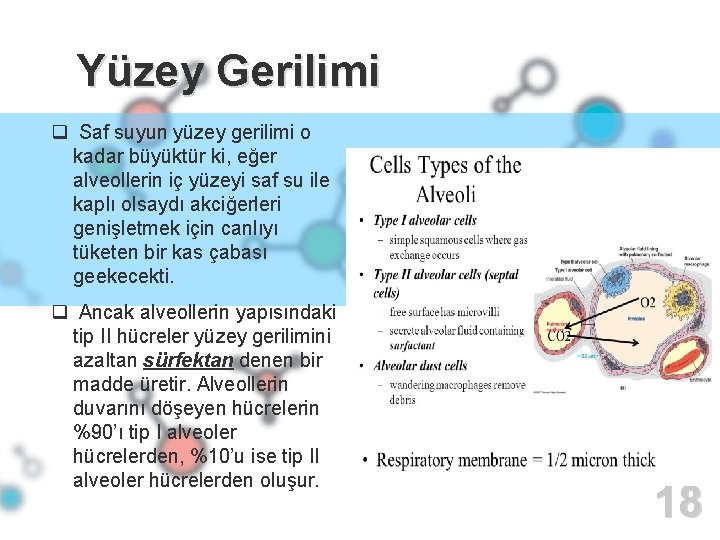 Yüzey Gerilimi q Saf suyun yüzey gerilimi o kadar büyüktür ki, eğer alveollerin iç