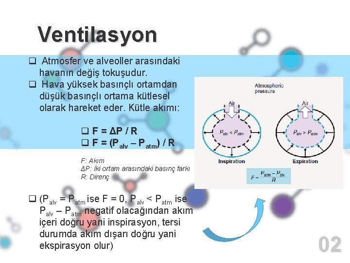 Ventilasyon q Atmosfer ve alveoller arasındaki havanın değiş tokuşudur. q Hava yüksek basınçlı ortamdan