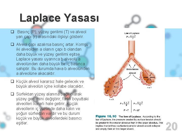 Laplace Yasası q Basınç (P), yüzey gerilimi (T) ve alveol yarı çapı (r) arasındaki