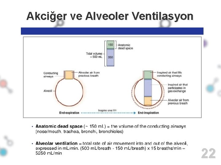 Akciğer ve Alveoler Ventilasyon 22 