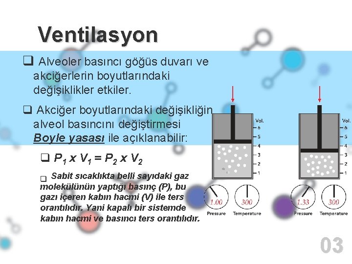 Ventilasyon q Alveoler basıncı göğüs duvarı ve akciğerlerin boyutlarındaki değişiklikler etkiler. q Akciğer boyutlarındaki