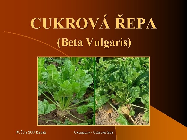 CUKROVÁ ŘEPA (Beta Vulgaris) SOŠS a SOU Kadaň Okopaniny - Cukrová řepa 