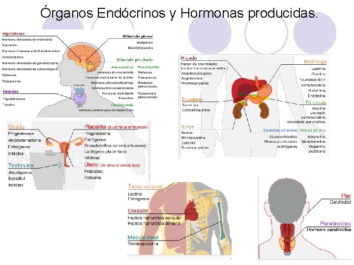 Órganos Endócrinos y Hormonas producidas. 