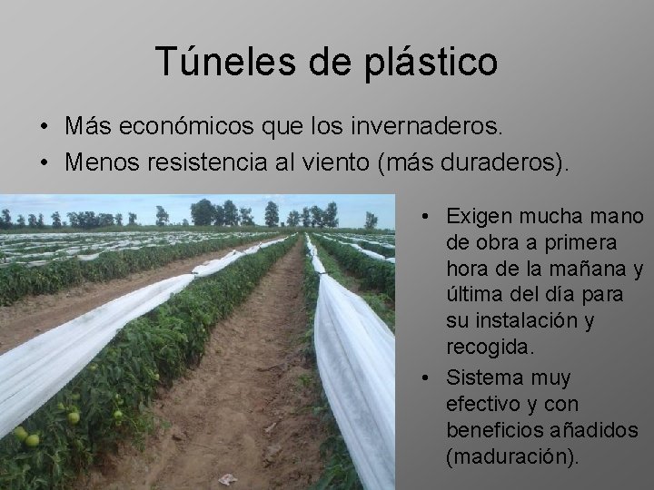 Túneles de plástico • Más económicos que los invernaderos. • Menos resistencia al viento