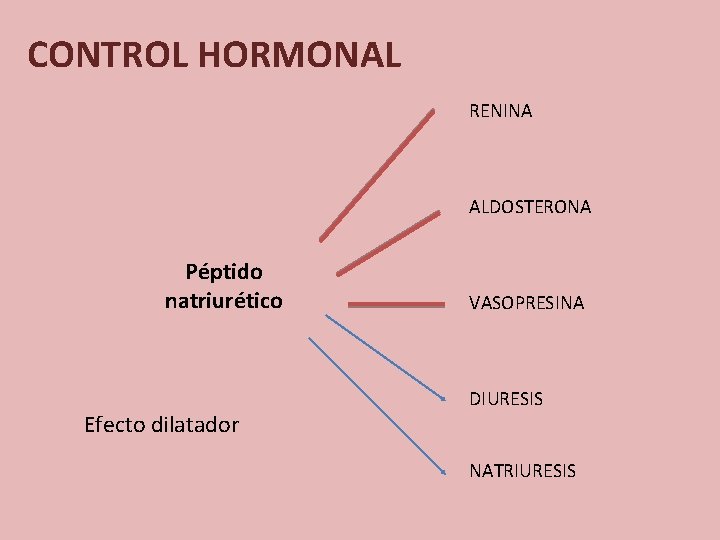 CONTROL HORMONAL RENINA ALDOSTERONA Péptido natriurético Efecto dilatador VASOPRESINA DIURESIS NATRIURESIS 