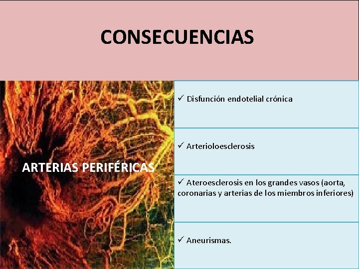 CONSECUENCIAS ü Disfunción endotelial crónica ü Arterioloesclerosis ARTERIAS PERIFÉRICAS PERIFERICAS ARTERIAS ü Ateroesclerosis en