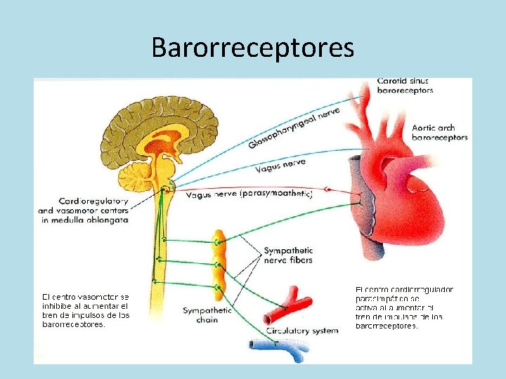 Barorreceptores 