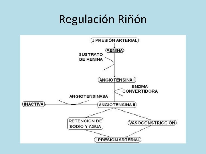 Regulación Riñón 