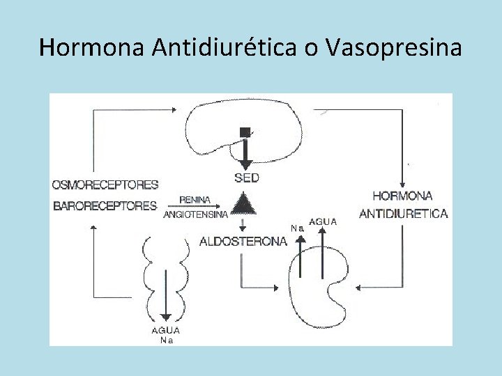 Hormona Antidiurética o Vasopresina 