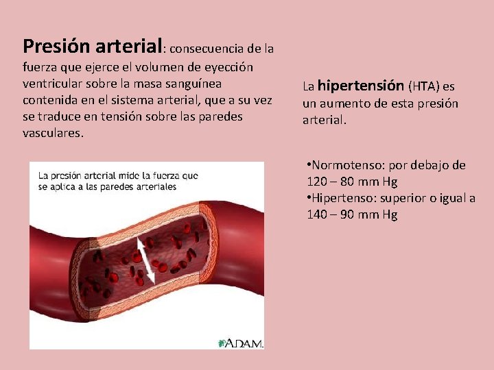 Presión arterial: consecuencia de la fuerza que ejerce el volumen de eyección ventricular sobre