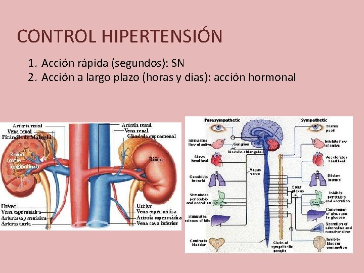CONTROL HIPERTENSIÓN 1. Acción rápida (segundos): SN 2. Acción a largo plazo (horas y