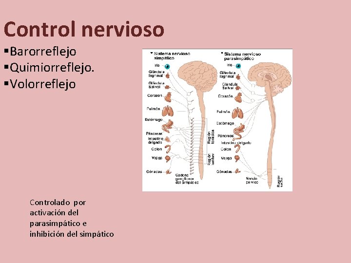Control nervioso §Barorreflejo §Quimiorreflejo. §Volorreflejo Controlado por activación del parasimpático e inhibición del simpático