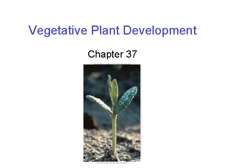 Vegetative Plant Development Chapter 37 