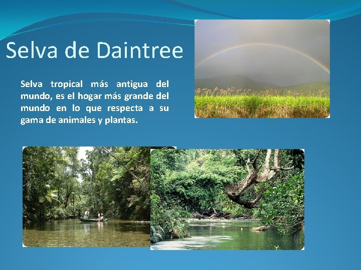 Selva de Daintree Selva tropical más antigua del mundo, es el hogar más grande
