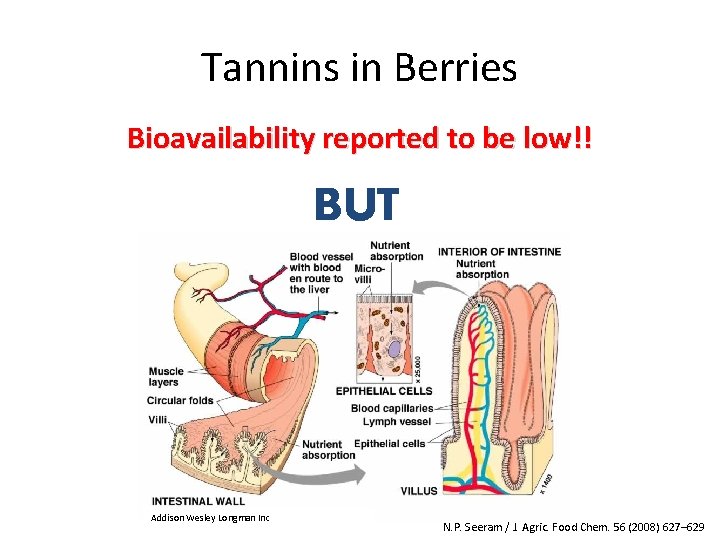 Tannins in Berries Bioavailability reported to be low!! BUT Addison Wesley Longman Inc N.