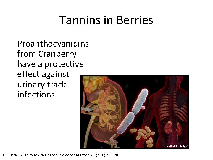 Tannins in Berries Proanthocyanidins from Cranberry have a protective effect against urinary track infections