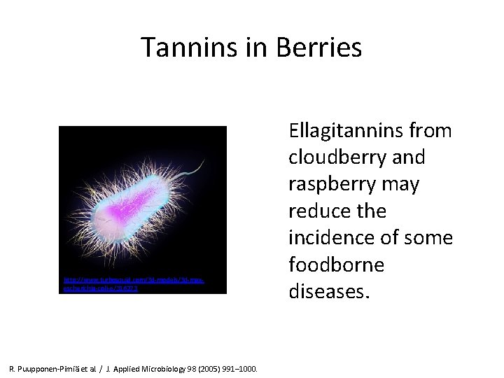 Tannins in Berries http: //www. turbosquid. com/3 d-models/3 d-maxescherichia-coli-e/316273 R. Puupponen-Pimiä et al. /