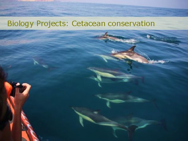 Biology Projects: Cetacean conservation 