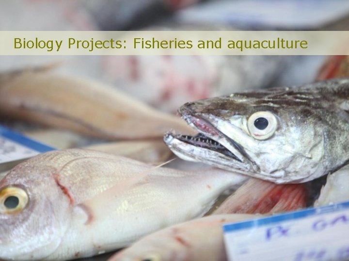 Biology Projects: Fisheries and aquaculture 