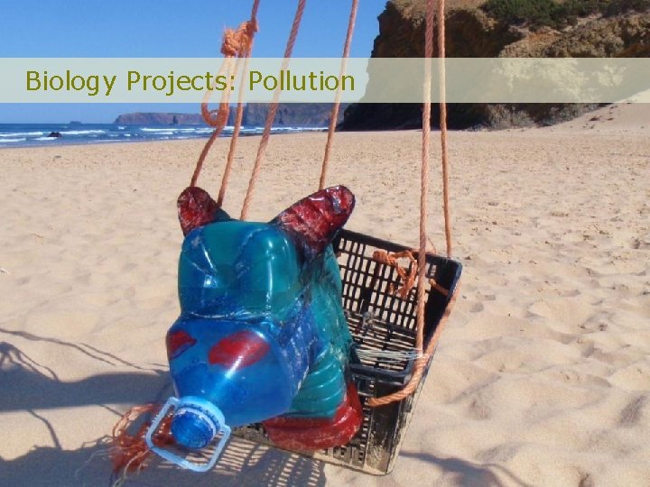 Biology Projects: Pollution 