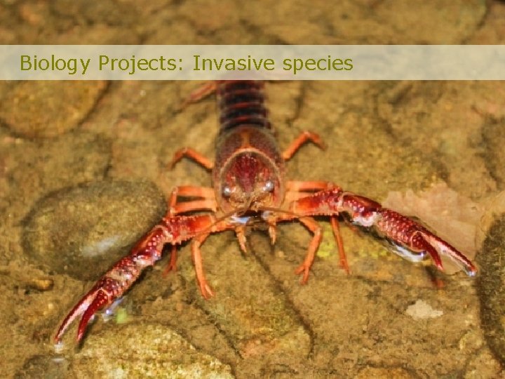 Biology Projects: Invasive species 