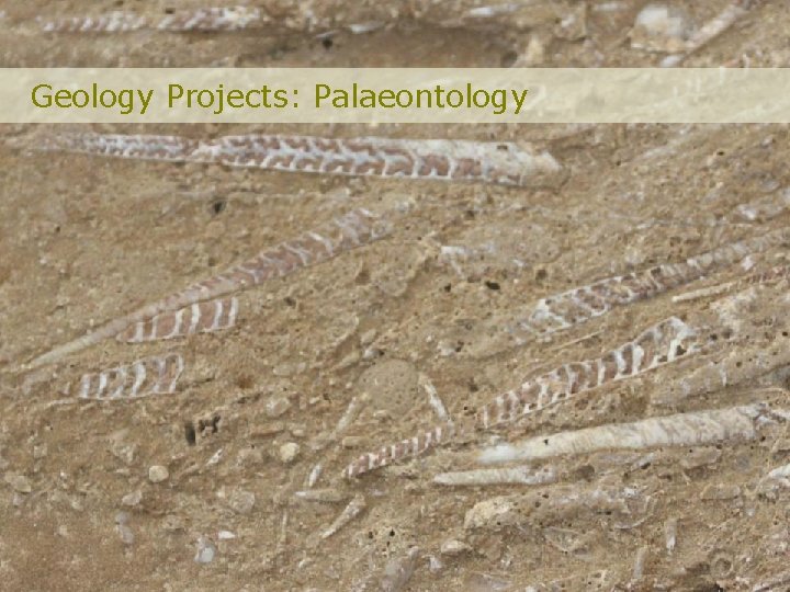 Geology Projects: Palaeontology 