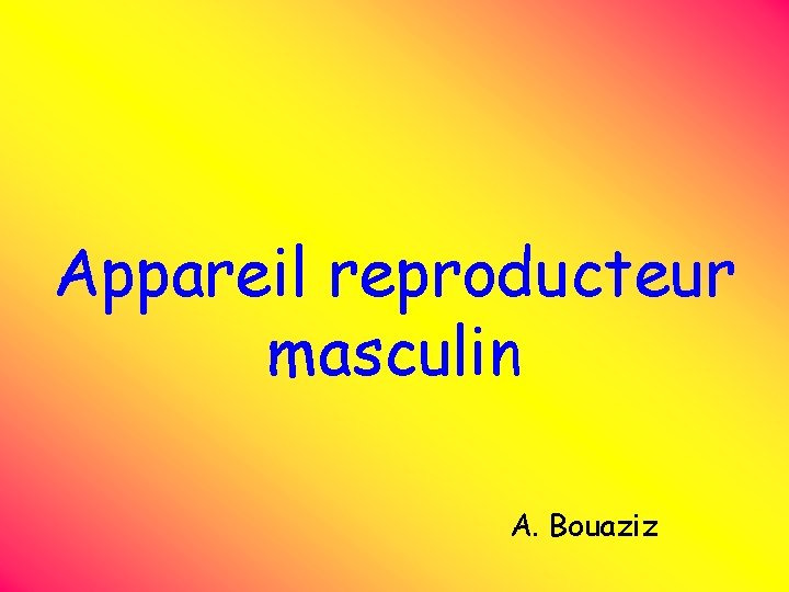 Appareil reproducteur masculin A. Bouaziz 