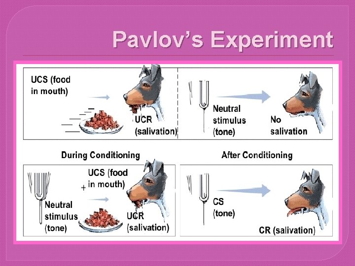 Pavlov’s Experiment 