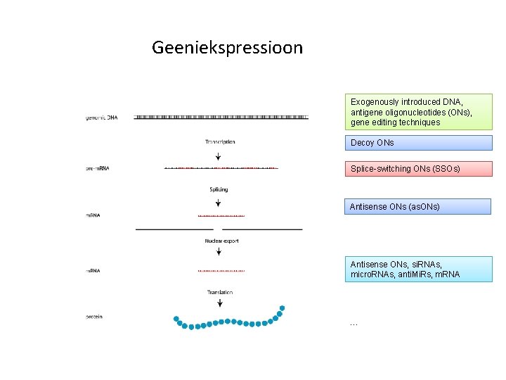 Geeniekspressioon Exogenously introduced DNA, antigene oligonucleotides (ONs), gene editing techniques Decoy ONs Splice-switching ONs Geeniekspressioon Exogenously introduced DNA, antigene oligonucleotides (ONs), gene editing techniques Decoy ONs Splice-switching ONs