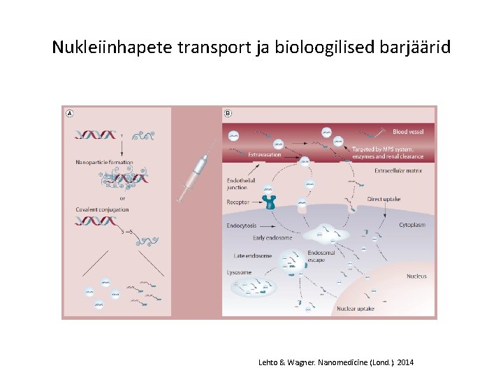 Nukleiinhapete transport ja bioloogilised barjäärid Lehto & Wagner. Nanomedicine (Lond. ). 2014 Nukleiinhapete transport ja bioloogilised barjäärid Lehto & Wagner. Nanomedicine (Lond. ). 2014