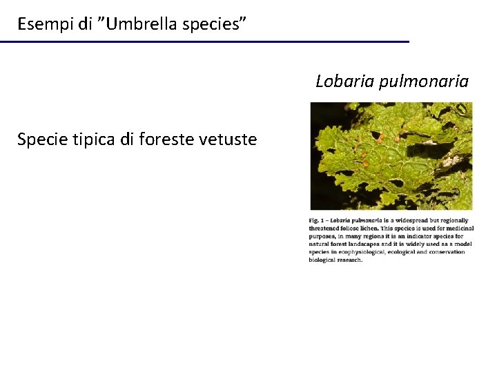 Esempi di ”Umbrella species” Lobaria pulmonaria Specie tipica di foreste vetuste 