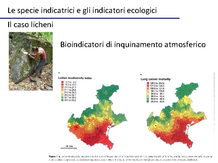 Le specie indicatrici e gli indicatori ecologici Il caso licheni Bioindicatori di inquinamento atmosferico