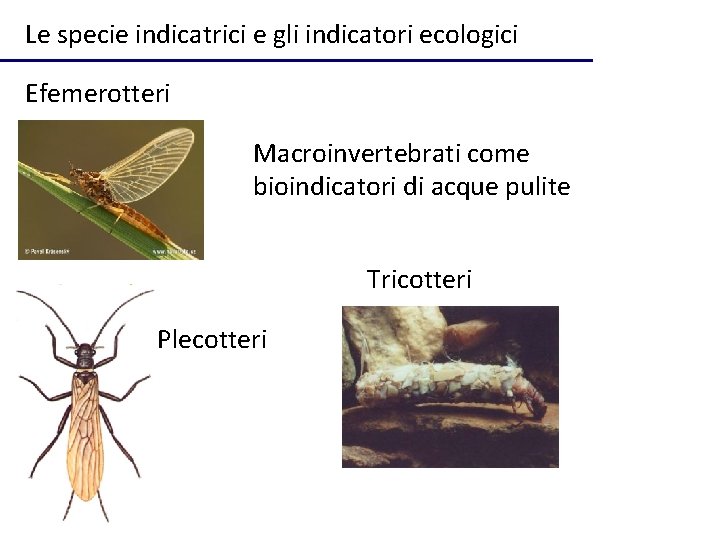 Le specie indicatrici e gli indicatori ecologici Efemerotteri Macroinvertebrati come bioindicatori di acque pulite