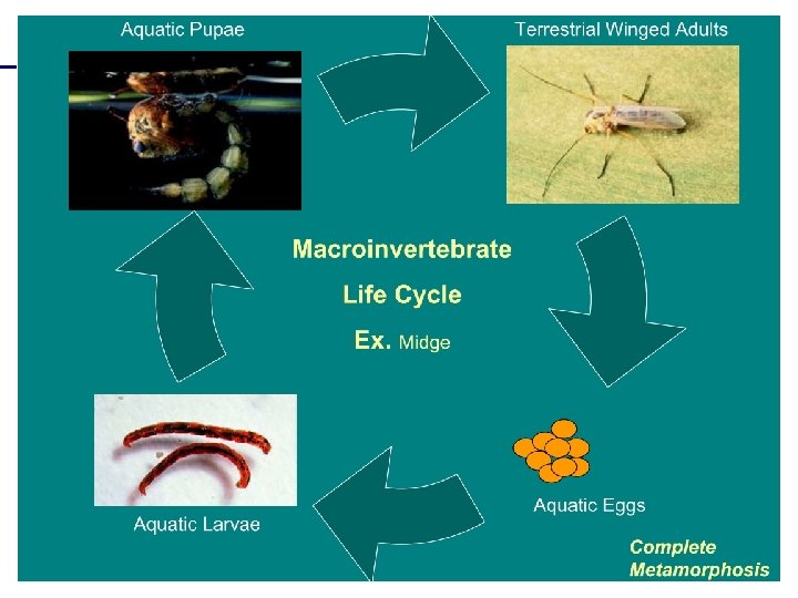 Le specie indicatrici e gli indicatori ecologici Efemerotteri Bioindicatori di acque pulite Plecotteri 