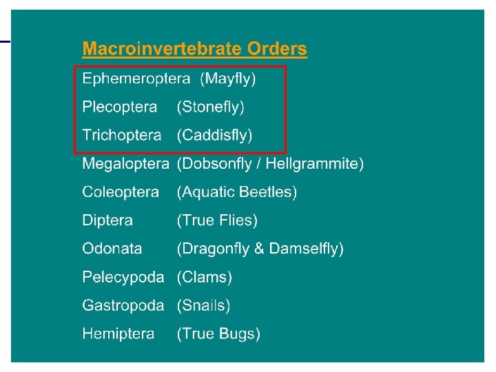 Le specie indicatrici e gli indicatori ecologici Efemerotteri Bioindicatori di acque pulite Plecotteri 