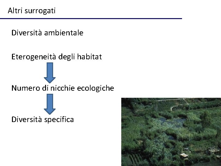 Altri surrogati Diversità ambientale Eterogeneità degli habitat Numero di nicchie ecologiche Diversità specifica 