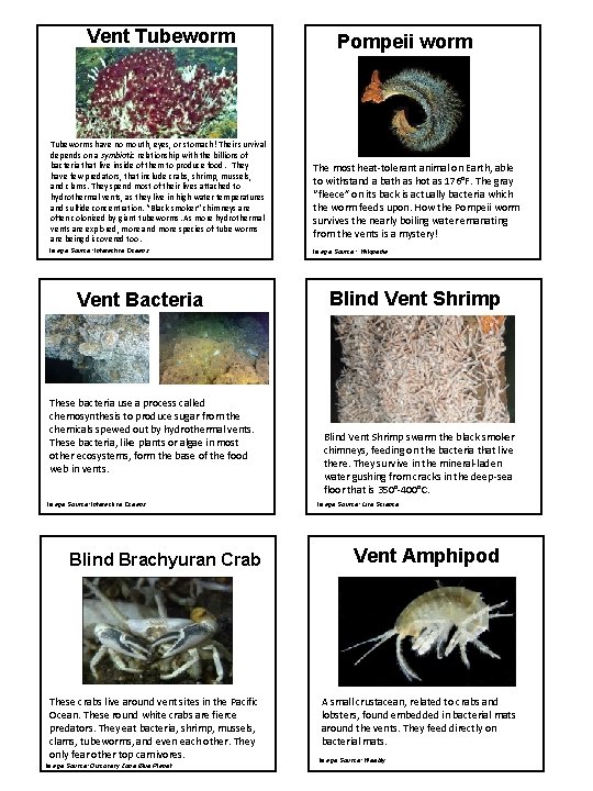 Vent Tubeworms have no mouth, eyes, or stomach! Their survival depends on a symbiotic