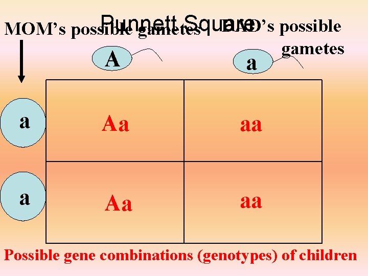 Punnett Square DAD’s possible MOM’s possible gametes A a a Aa aa Possible gene