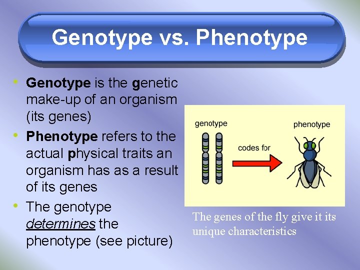 Genotype vs. Phenotype • Genotype is the genetic • • make-up of an organism