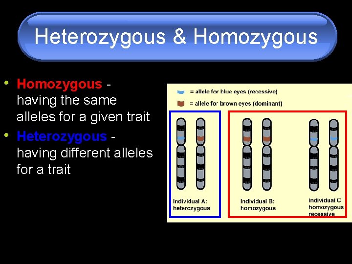 Heterozygous & Homozygous • having the same alleles for a given trait Heterozygous having