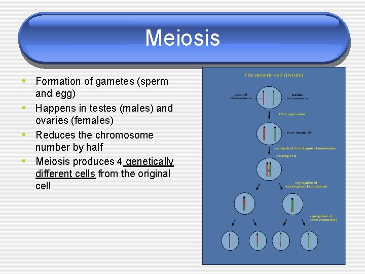 Meiosis • Formation of gametes (sperm • • • and egg) Happens in testes